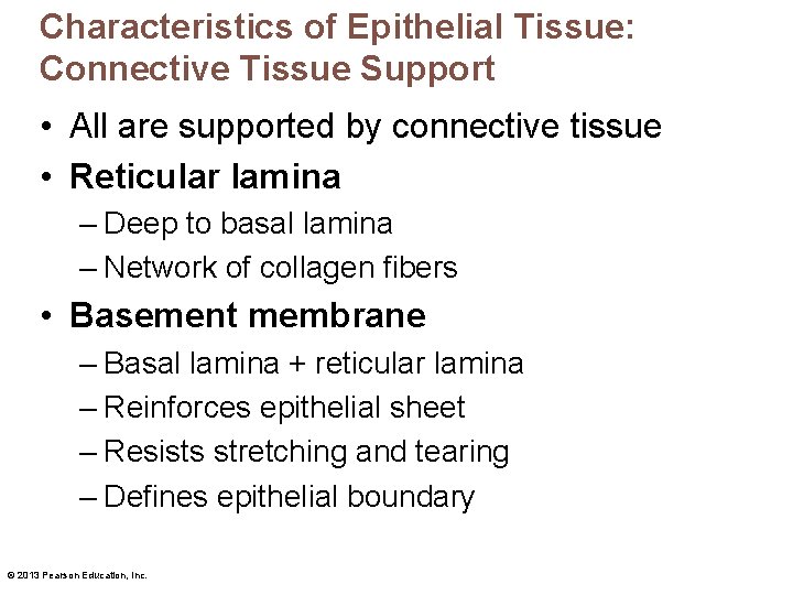 Characteristics of Epithelial Tissue: Connective Tissue Support • All are supported by connective tissue