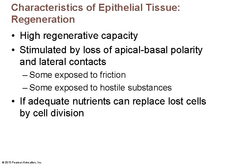 Characteristics of Epithelial Tissue: Regeneration • High regenerative capacity • Stimulated by loss of