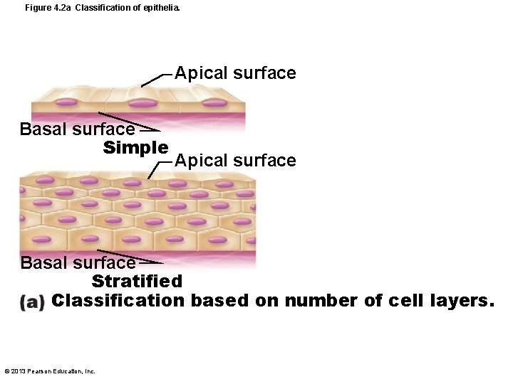 Figure 4. 2 a Classification of epithelia. Apical surface Basal surface Simple Apical surface