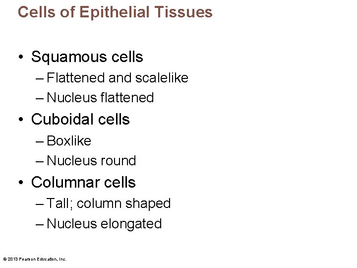 Cells of Epithelial Tissues • Squamous cells – Flattened and scalelike – Nucleus flattened