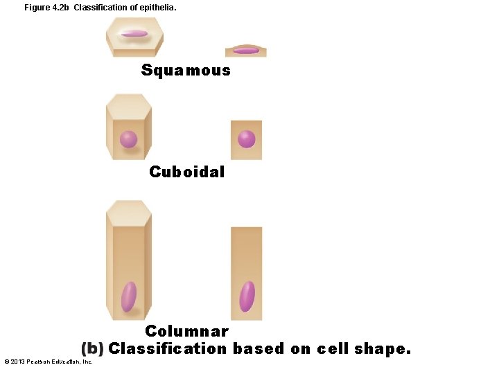 Figure 4. 2 b Classification of epithelia. Squamous Cuboidal © 2013 Pearson Education, Inc.
