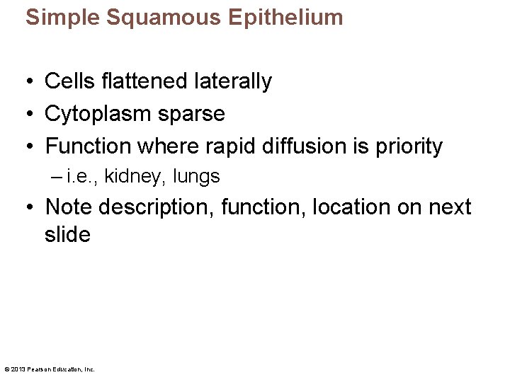 Simple Squamous Epithelium • Cells flattened laterally • Cytoplasm sparse • Function where rapid