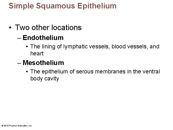 Simple Squamous Epithelium • Two other locations – Endothelium • The lining of lymphatic