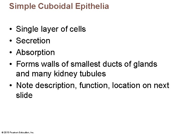 Simple Cuboidal Epithelia • • Single layer of cells Secretion Absorption Forms walls of