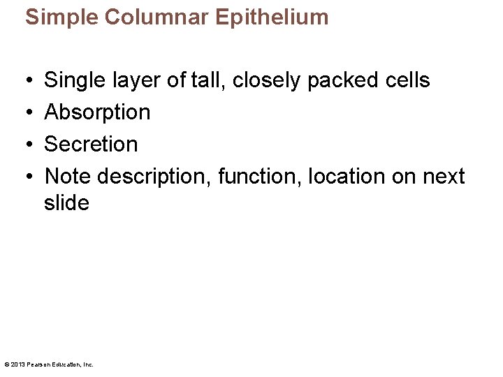 Simple Columnar Epithelium • • Single layer of tall, closely packed cells Absorption Secretion