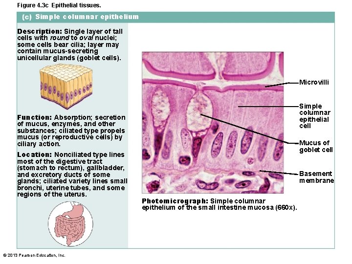 Figure 4. 3 c Epithelial tissues. Simple columnar epithelium Description: Single layer of tall