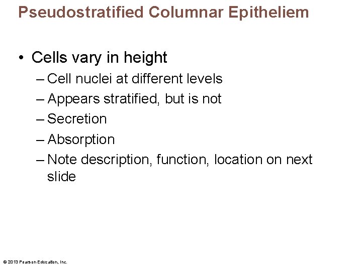 Pseudostratified Columnar Epitheliem • Cells vary in height – Cell nuclei at different levels