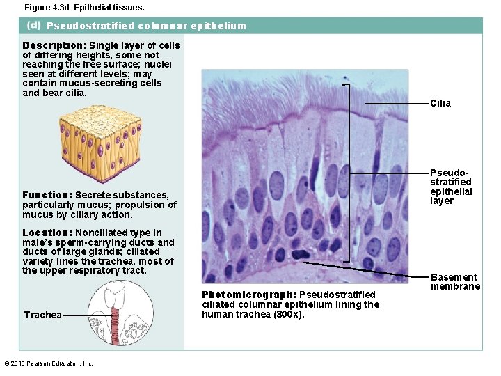 Figure 4. 3 d Epithelial tissues. Pseudostratified columnar epithelium Description: Single layer of cells