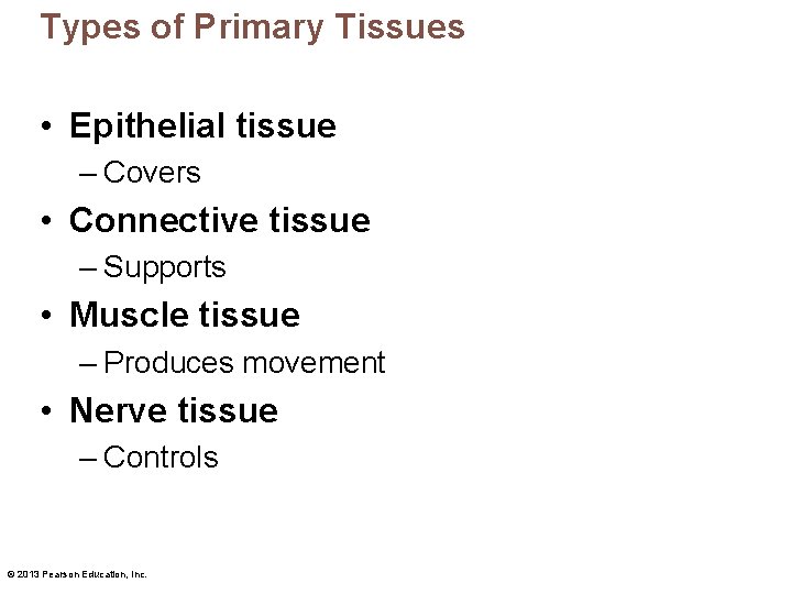 Types of Primary Tissues • Epithelial tissue – Covers • Connective tissue – Supports
