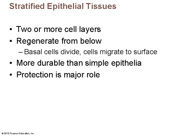 Stratified Epithelial Tissues • Two or more cell layers • Regenerate from below –