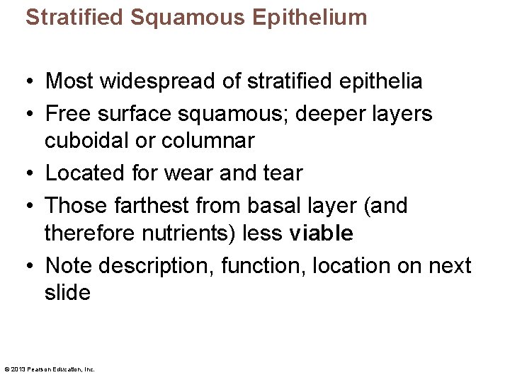 Stratified Squamous Epithelium • Most widespread of stratified epithelia • Free surface squamous; deeper