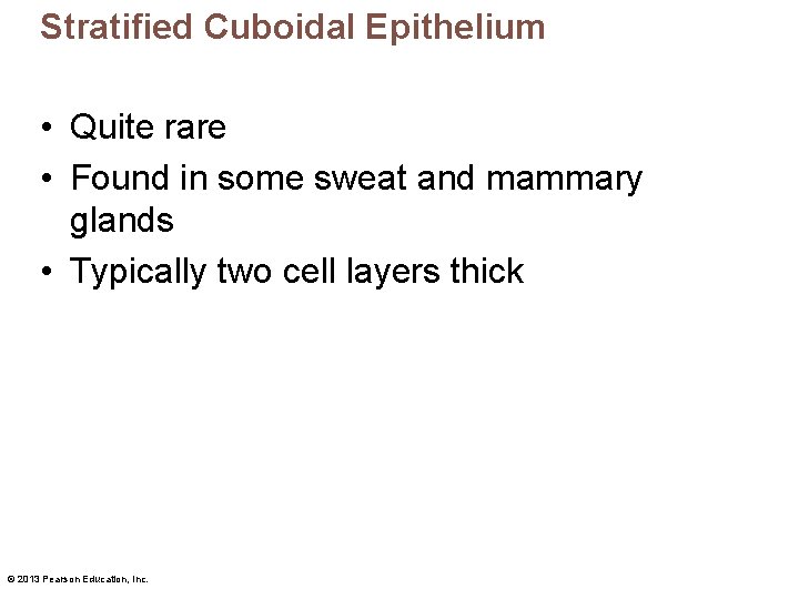 Stratified Cuboidal Epithelium • Quite rare • Found in some sweat and mammary glands