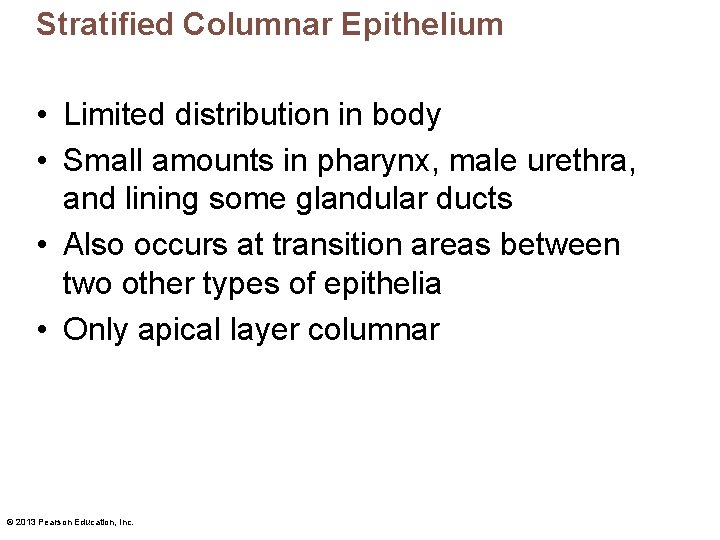 Stratified Columnar Epithelium • Limited distribution in body • Small amounts in pharynx, male