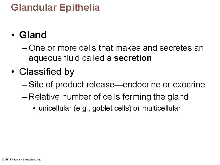 Glandular Epithelia • Gland – One or more cells that makes and secretes an