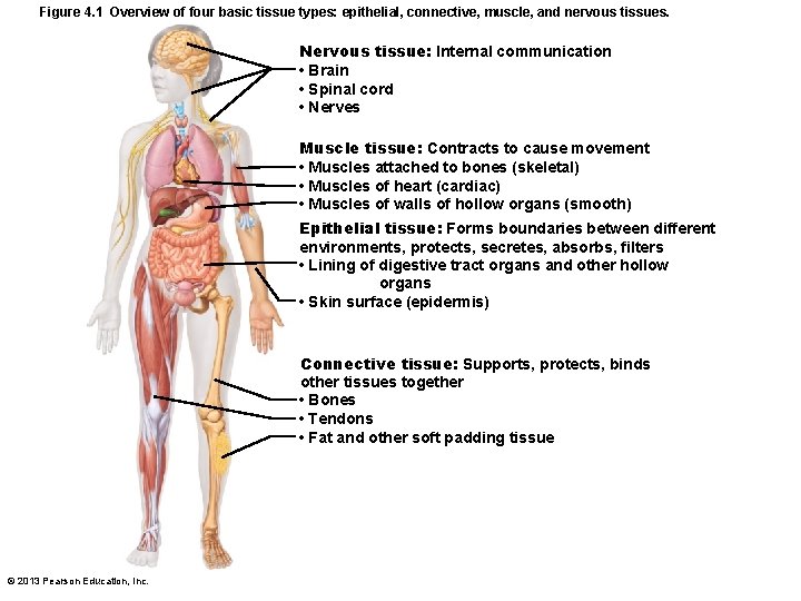 Figure 4. 1 Overview of four basic tissue types: epithelial, connective, muscle, and nervous