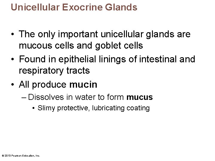 Unicellular Exocrine Glands • The only important unicellular glands are mucous cells and goblet
