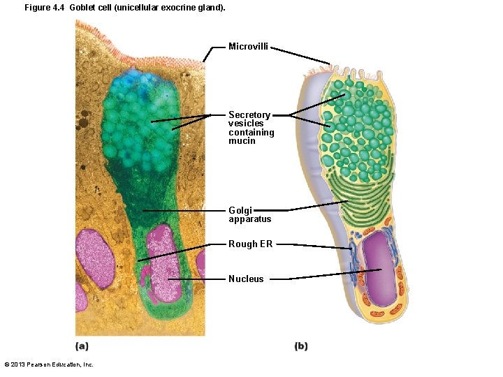 Figure 4. 4 Goblet cell (unicellular exocrine gland). Microvilli Secretory vesicles containing mucin Golgi
