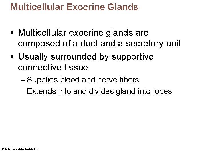 Multicellular Exocrine Glands • Multicellular exocrine glands are composed of a duct and a