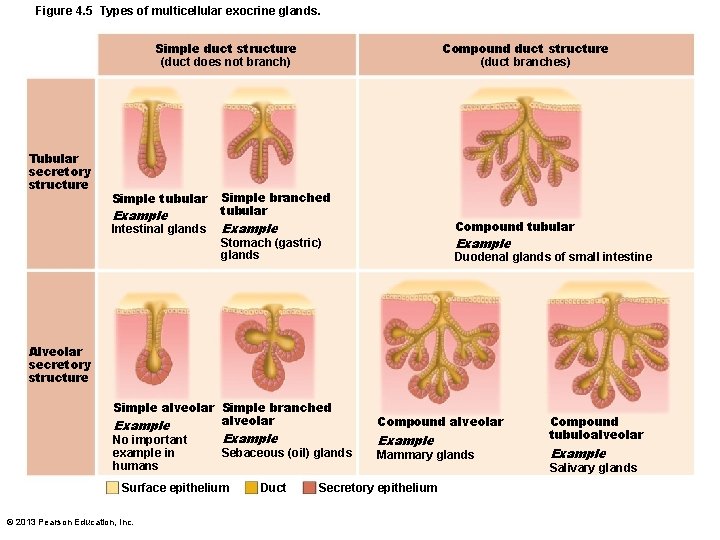 Figure 4. 5 Types of multicellular exocrine glands. Simple duct structure (duct does not