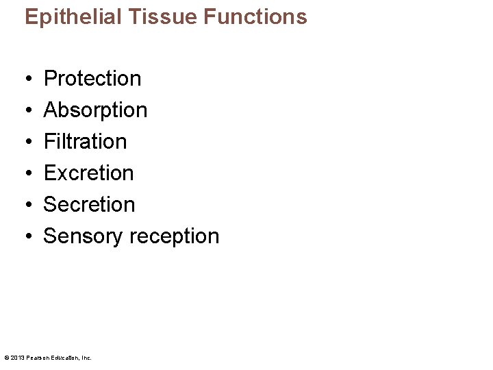 Epithelial Tissue Functions • • • Protection Absorption Filtration Excretion Sensory reception © 2013