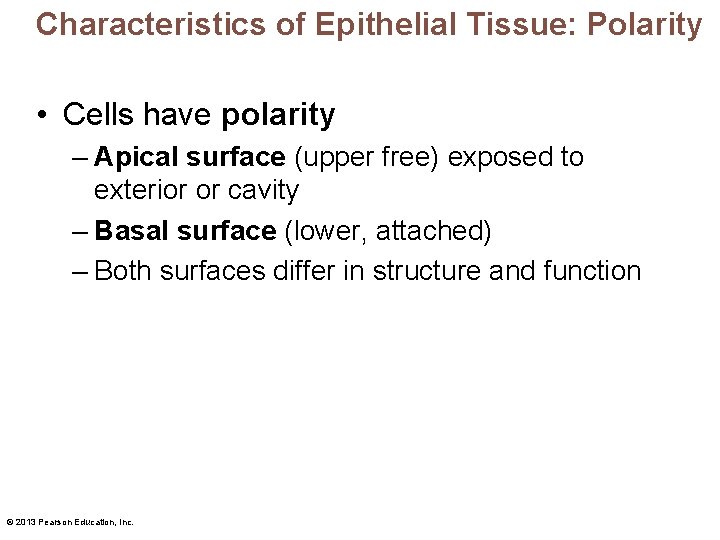 Characteristics of Epithelial Tissue: Polarity • Cells have polarity – Apical surface (upper free)