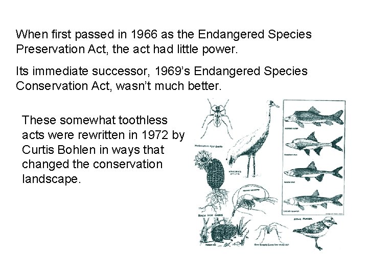 When first passed in 1966 as the Endangered Species Preservation Act, the act had