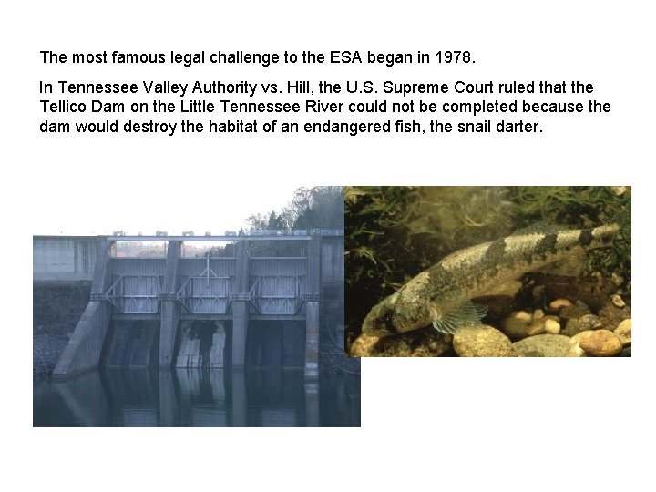 The most famous legal challenge to the ESA began in 1978. In Tennessee Valley