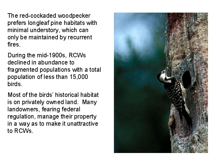 The red-cockaded woodpecker prefers longleaf pine habitats with minimal understory, which can only be