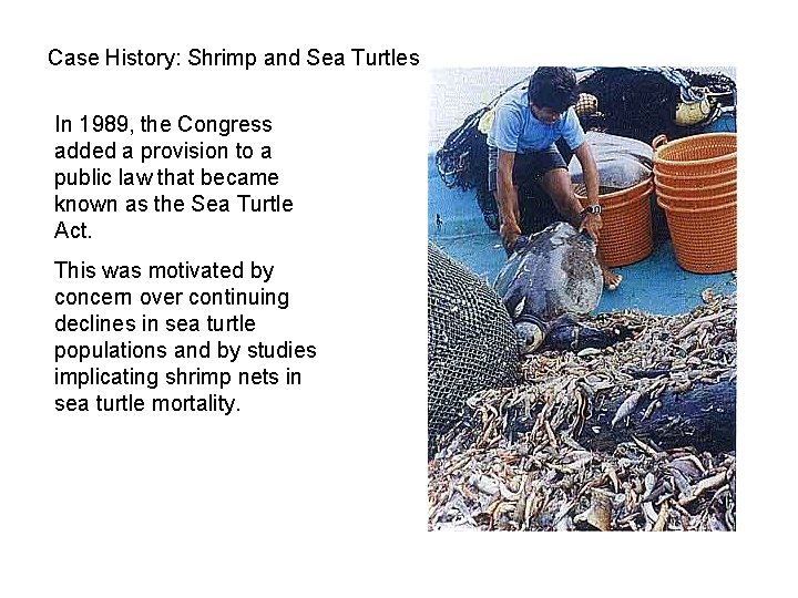 Case History: Shrimp and Sea Turtles In 1989, the Congress added a provision to