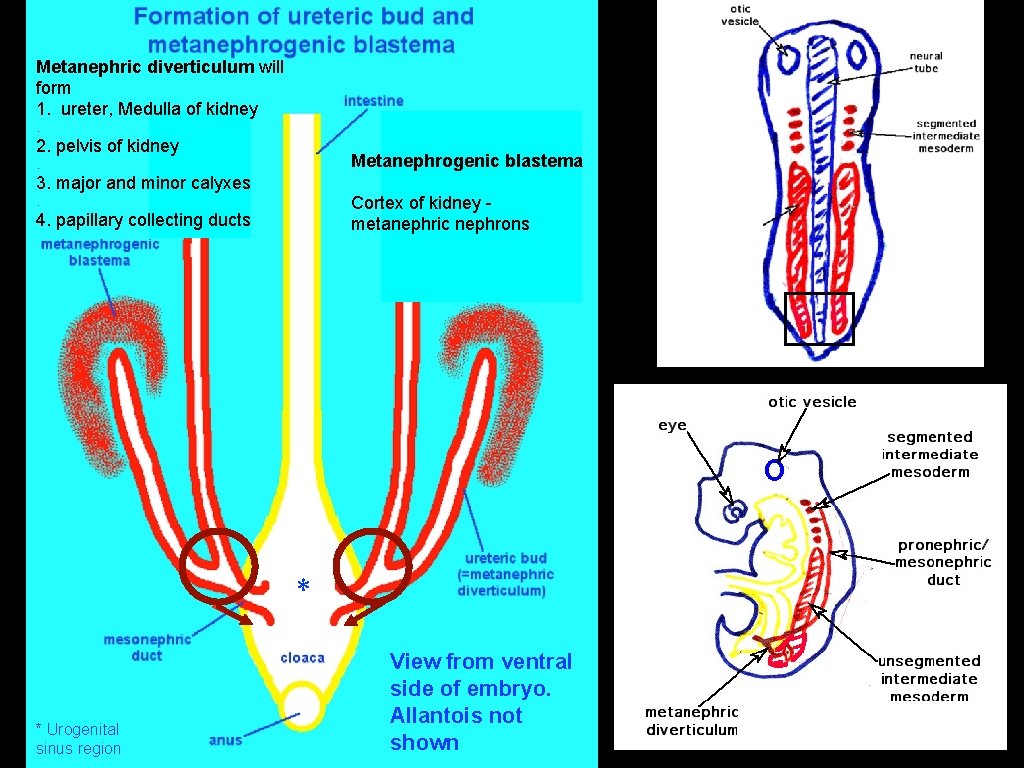 Metanephric diverticulum will form 1. ureter, Medulla of kidney. 2. pelvis of kidney Metanephrogenic