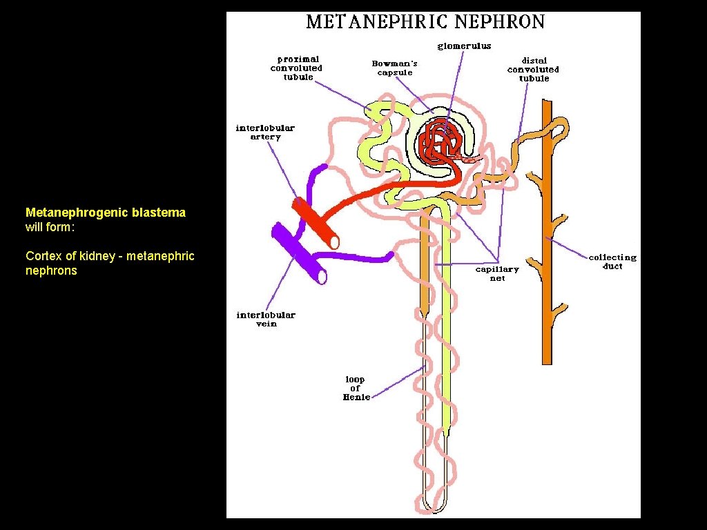 Metanephrogenic blastema will form: Cortex of kidney - metanephric nephrons 