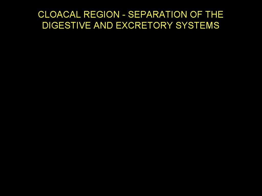CLOACAL REGION - SEPARATION OF THE DIGESTIVE AND EXCRETORY SYSTEMS Human Development ~4 weeks