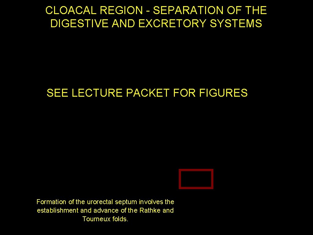 CLOACAL REGION - SEPARATION OF THE DIGESTIVE AND EXCRETORY SYSTEMS SEE LECTURE PACKET FOR