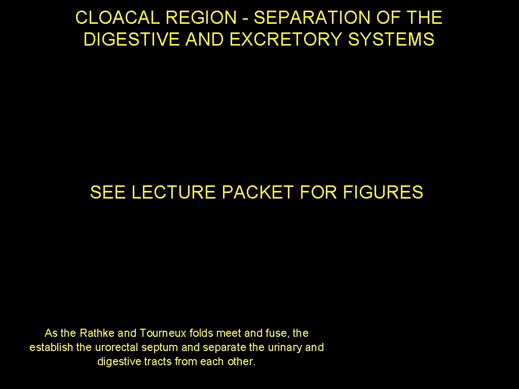 CLOACAL REGION - SEPARATION OF THE DIGESTIVE AND EXCRETORY SYSTEMS SEE LECTURE PACKET FOR