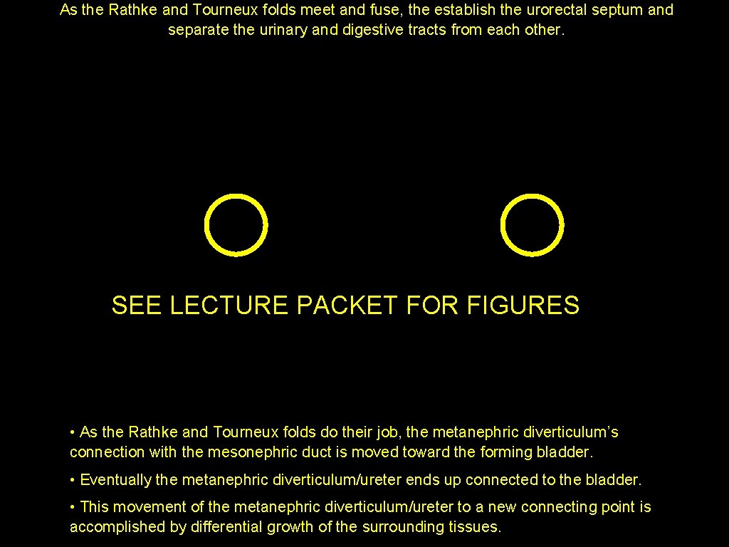 As the Rathke and Tourneux folds meet and fuse, the establish the urorectal septum