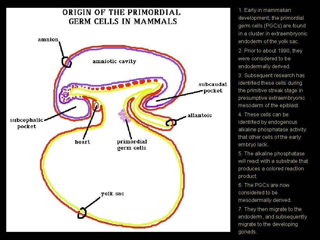 1. Early in mammalian development, the primordial germ cells (PGCs) are found in a