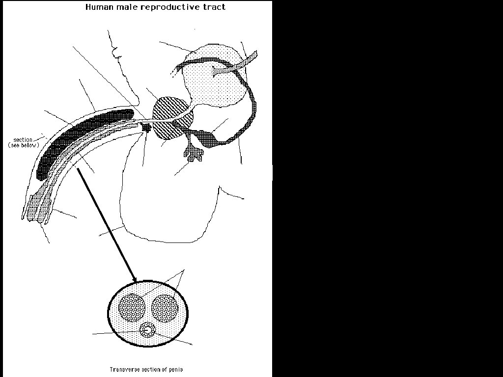 Corpus spongiosum scrotum 