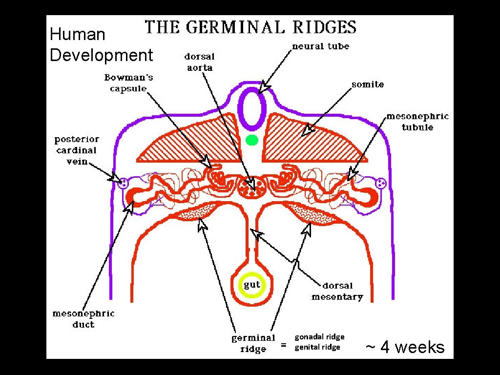 Human Development = gonadal ridge genital ridge ~ 4 weeks 