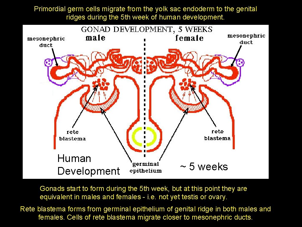Primordial germ cells migrate from the yolk sac endoderm to the genital ridges during