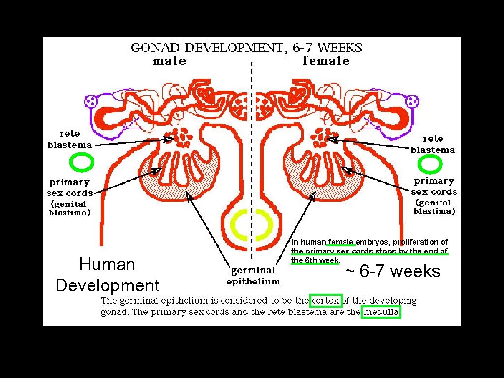 Human Development In human female embryos, proliferation of the primary sex cords stops by
