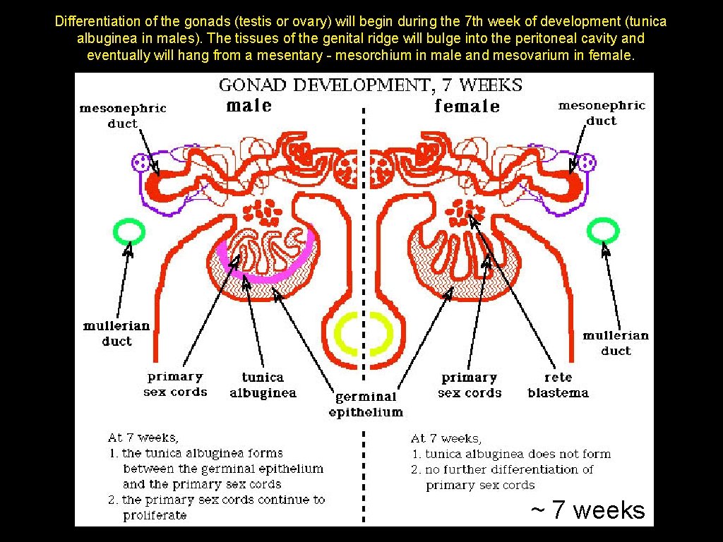Differentiation of the gonads (testis or ovary) will begin during the 7 th week