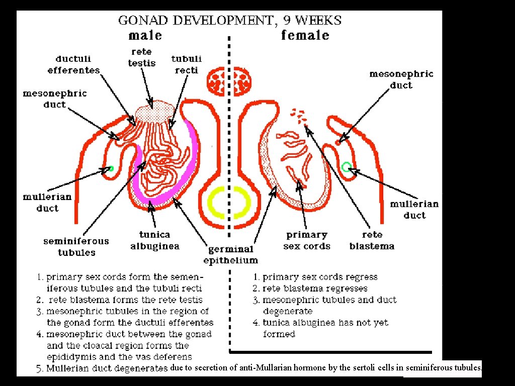 due to secretion of anti-Mullarian hormone by the sertoli cells in seminiferous tubules. 