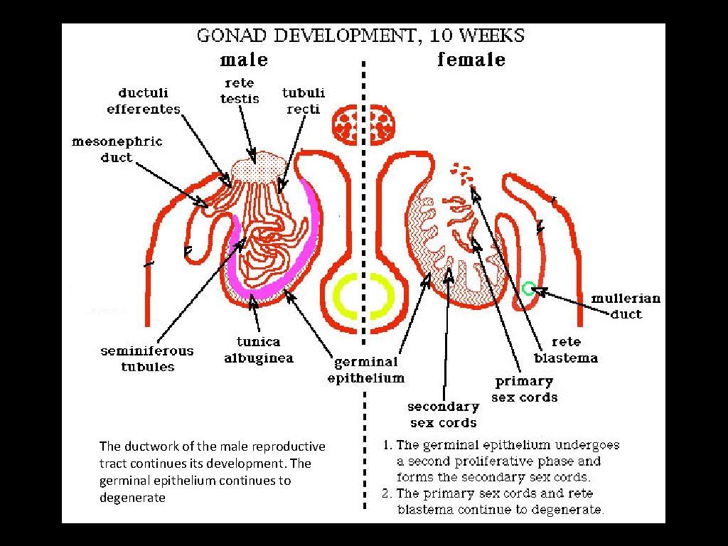 The ductwork of the male reproductive tract continues its development. The germinal epithelium continues