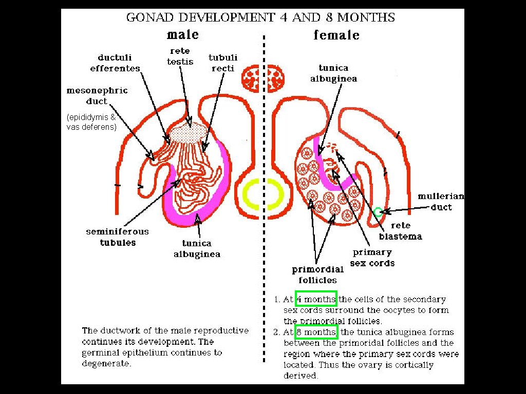 (epididymis & vas deferens) 