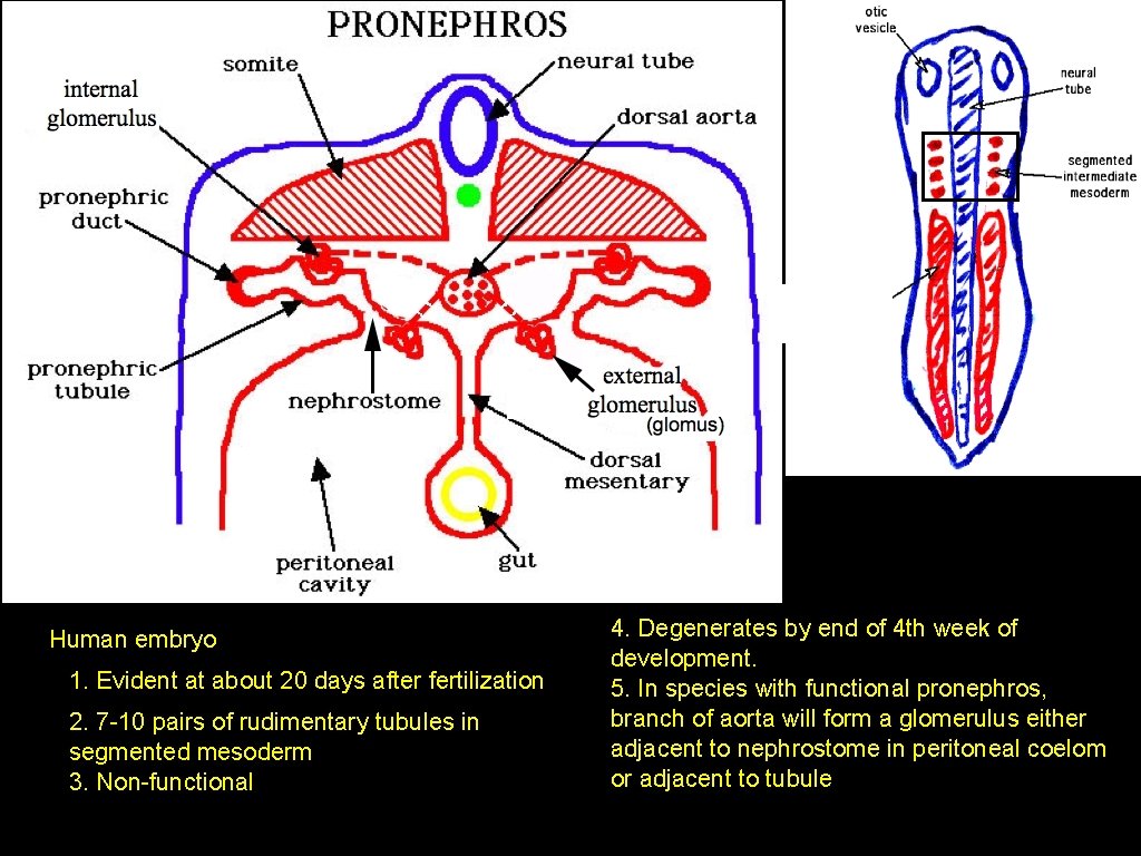 Human embryo 1. Evident at about 20 days after fertilization 2. 7 -10 pairs