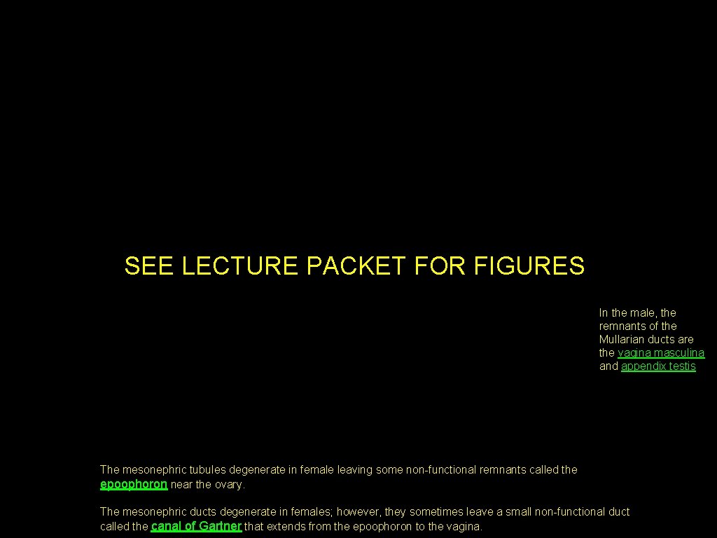 SEE LECTURE PACKET FOR FIGURES In the male, the remnants of the Mullarian ducts