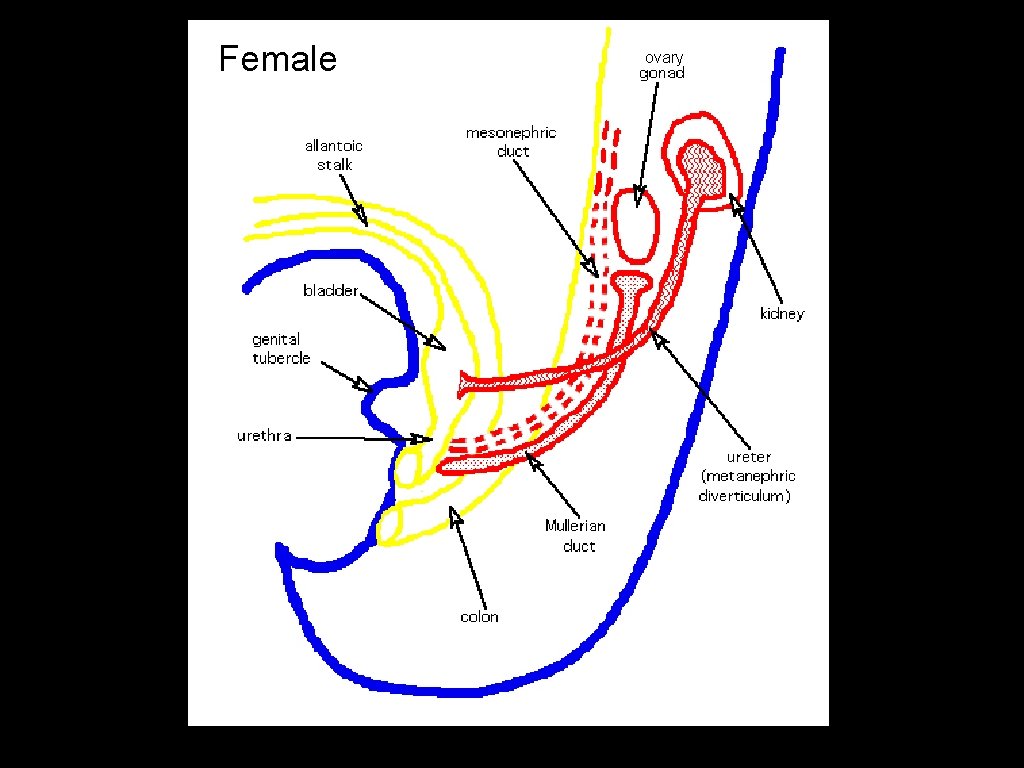 Female ovary ~2. 5 months 