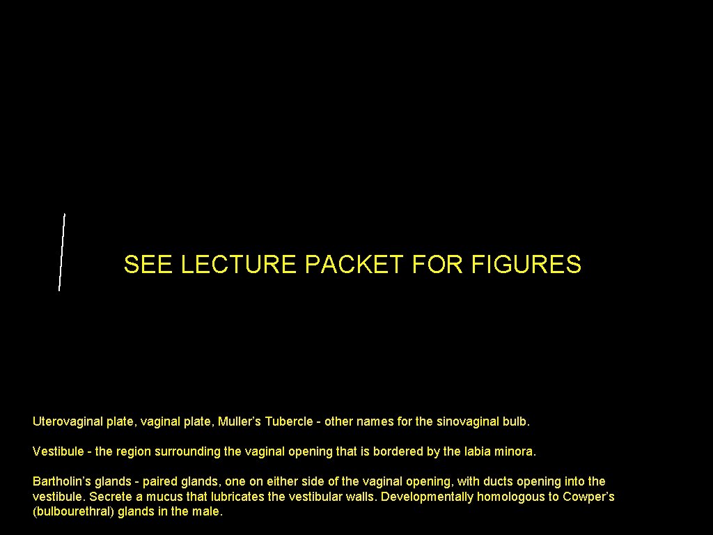 Uterovaginal plate SEE LECTURE PACKET FOR FIGURES Muller’s tubercle Uterovaginal plate Vaginal plate Uterovaginal