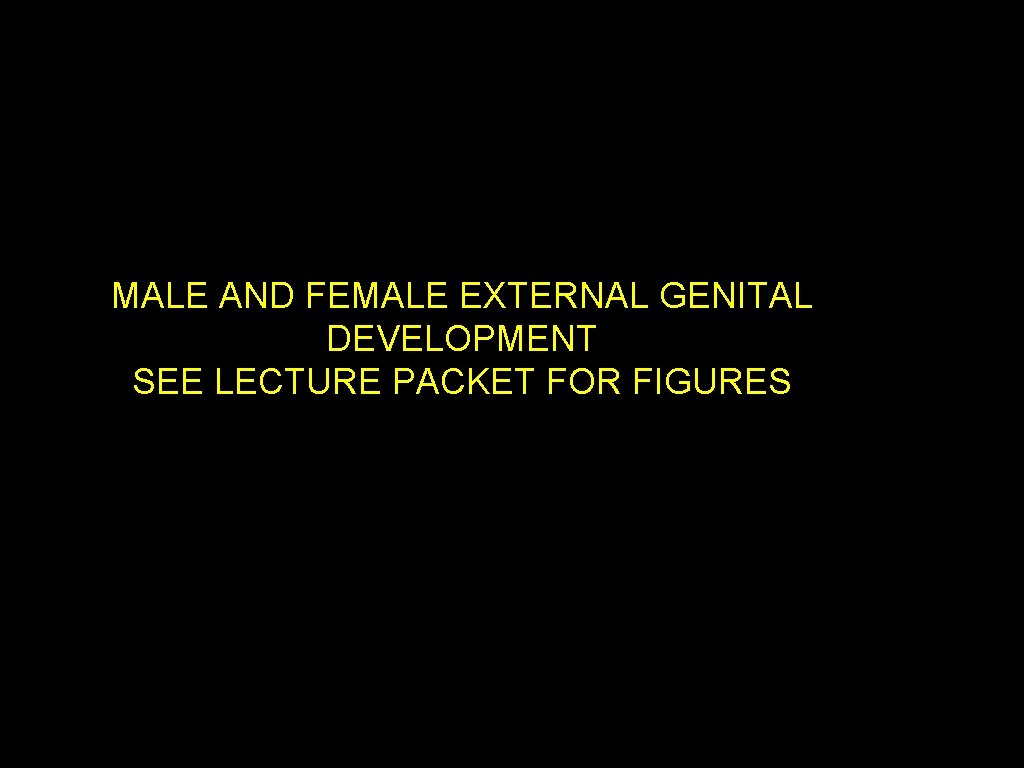 MALE AND FEMALE EXTERNAL GENITAL DEVELOPMENT SEE LECTURE PACKET FOR FIGURES 