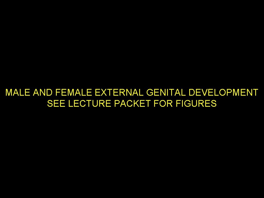 MALE AND FEMALE EXTERNAL GENITAL DEVELOPMENT SEE LECTURE PACKET FOR FIGURES 